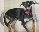 Small #1 Doberman Pinscher Mix