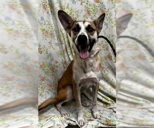 German Shepherd Dog Dogs for adoption in Rosenberg, TX, USA