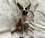 DOLLY - Female German Shepherd Dog Dog for Adoption - Small photo
