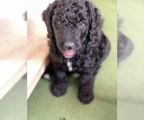 Medium Photo #16 Goldendoodle Puppy For Sale in LOTHIAN, MD, USA