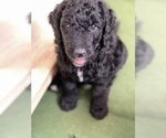 Small Photo #16 Goldendoodle Puppy For Sale in LOTHIAN, MD, USA