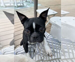 Boston Terrier Dogs for adoption in Mooresville, NC, USA