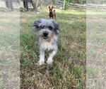 Small #2 Mutt