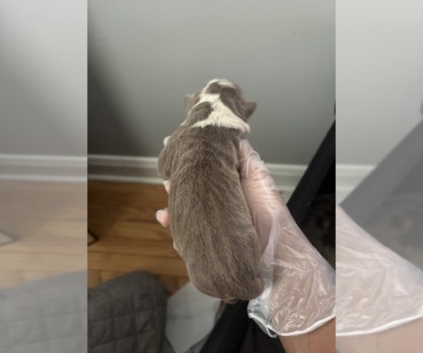 Medium Photo #4 American Bully Puppy For Sale in PARKVILLE, MD, USA