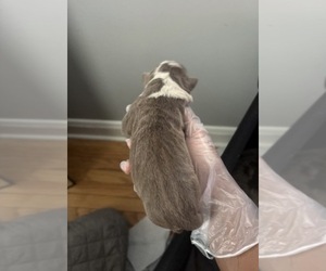 Medium American Bully