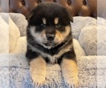 Small #1 Shiba Inu
