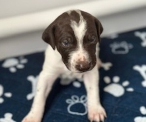 German Shorthaired Pointer Puppy for sale in WESTPORT, MA, USA