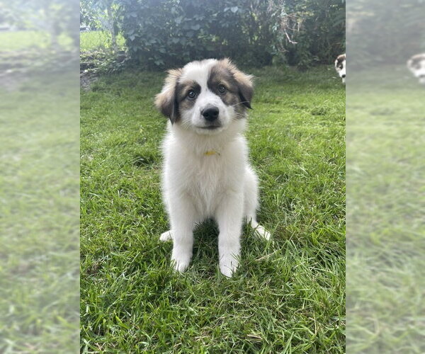 Medium Photo #2 Aussie Pyrenees Puppy For Sale in Genesee, WI, USA