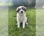 Small #1 Aussie Pyrenees