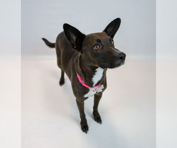 Medium Photo #2 Labrador Retriever-Unknown Mix Puppy For Sale in Kennesaw, GA, USA