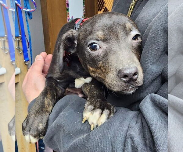 Medium Photo #1 Mutt Puppy For Sale in Fargo, ND, USA