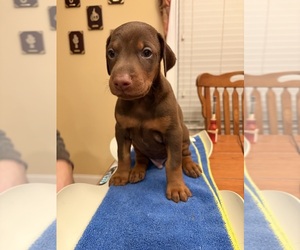 Doberman Pinscher Puppy for sale in PECK, KS, USA