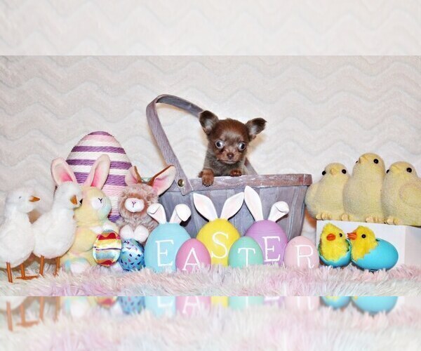 Medium Photo #2 Chihuahua Puppy For Sale in CHARLESTON, AR, USA