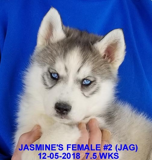 Medium Photo #13 Siberian Husky Puppy For Sale in MANILLA, IA, USA