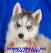 Small Photo #13 Siberian Husky Puppy For Sale in MANILLA, IA, USA