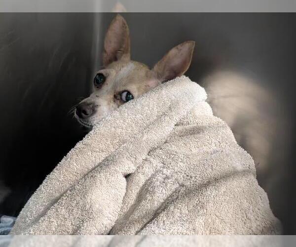 Medium Photo #1 Chihuahua Puppy For Sale in Bakersfield, CA, USA