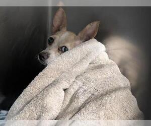 Chihuahua Dogs for adoption in Bakersfield, CA, USA