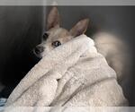 Small Chihuahua