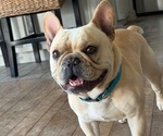 Small Photo #1 French Bulldog Puppy For Sale in CUSHING, OK, USA