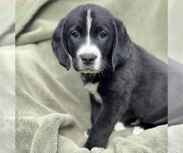 Medium Photo #3 Miniature Labradoodle Puppy For Sale in San Diego, CA, USA
