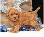 Small #9 Cavapoo