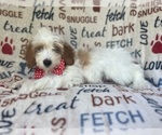 Small #1 Cavapoo