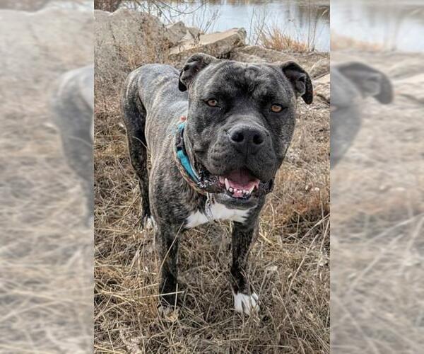 Medium Photo #1 American Bulldog-Staffordshire Bull Terrier Mix Puppy For Sale in Brighton, CO, USA