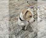 Small Mutt