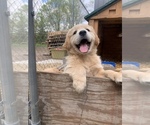 Small Photo #9 Golden Retriever Puppy For Sale in SAUK RAPIDS, MN, USA