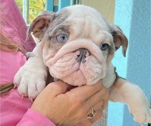 Medium Bulldog