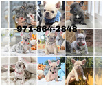 Image preview for Ad Listing. Nickname: Frenchies AKC