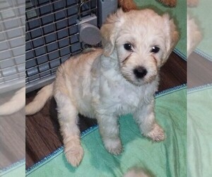 Goldendoodle Puppy for sale in TARPON SPRINGS, FL, USA
