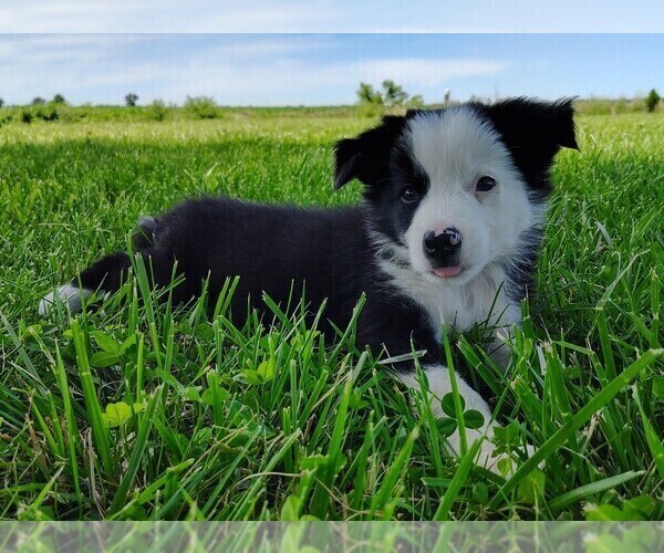 Medium Photo #4 Border Collie Puppy For Sale in NORBORNE, MO, USA
