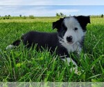 Small Photo #4 Border Collie Puppy For Sale in NORBORNE, MO, USA