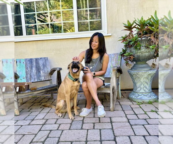 Medium Photo #3 Holland Shepherd-Unknown Mix Puppy For Sale in San Juan Capistrano, CA, USA