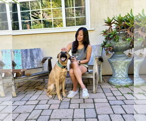 Clever - Male Holland Shepherd-Unknown Mix Dog for Adoption - Photo #3