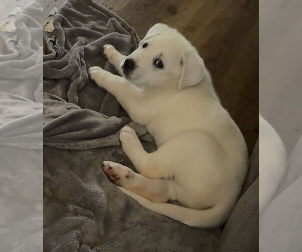 Medium Photo #6 Great Pyrenees-Unknown Mix Puppy For Sale in OKLAHOMA CITY, OK, USA