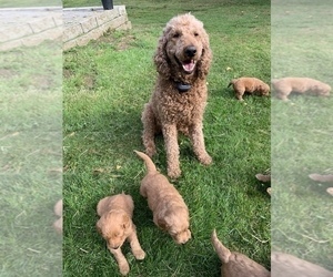 Father of the Goldendoodle-Poodle (Standard) Mix puppies born on 05/05/2022