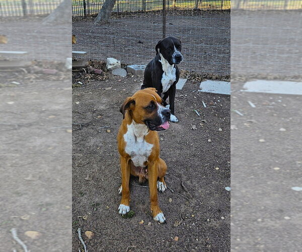 Medium Photo #2 Boxer Puppy For Sale in Austin, TX, USA