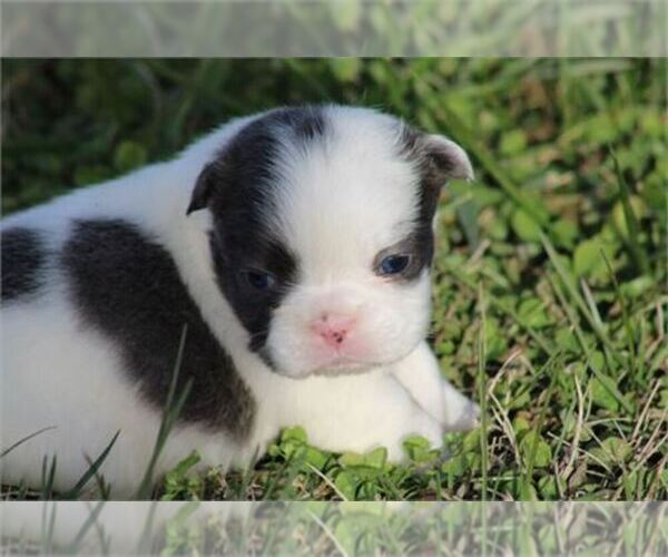 Medium Photo #4 French Bulldog Puppy For Sale in MIAMI, FL, USA