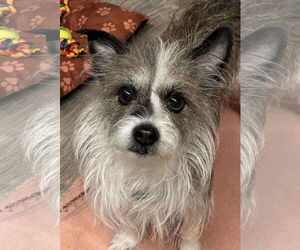 Mutt Dogs for adoption in Bellevue, WA, USA