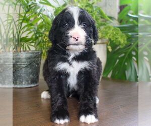 Bernedoodle Puppy for sale in EAST EARL, PA, USA