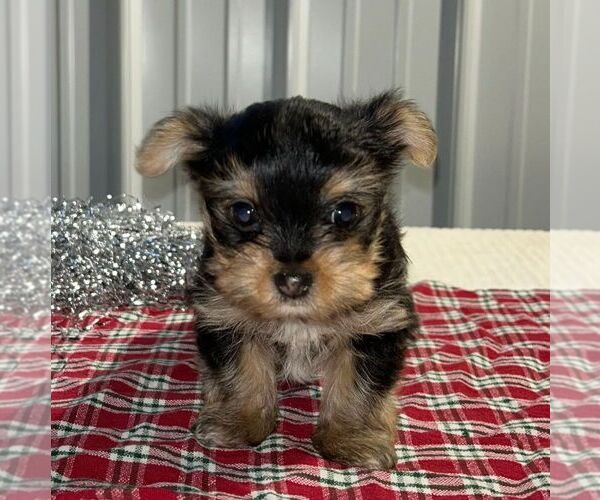 Medium Photo #2 Yorkshire Terrier Puppy For Sale in FREDONIA, PA, USA
