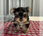 Small #1 Yorkshire Terrier