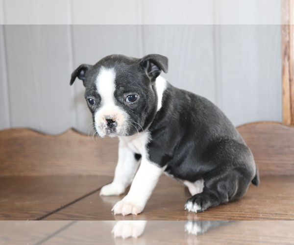 Medium Photo #3 Boston Terrier Puppy For Sale in SHILOH, OH, USA