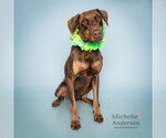 Small #1 Doberman Pinscher