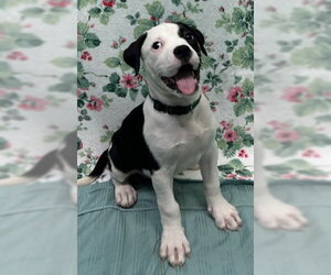 American Bulldog-Unknown Mix Dogs for adoption in Wetumpka, AL, USA