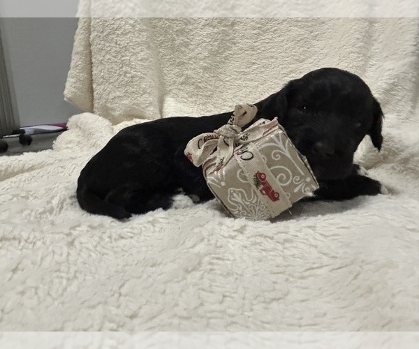 Medium Photo #10 Aussiedoodle Puppy For Sale in PASCAGOULA, MS, USA