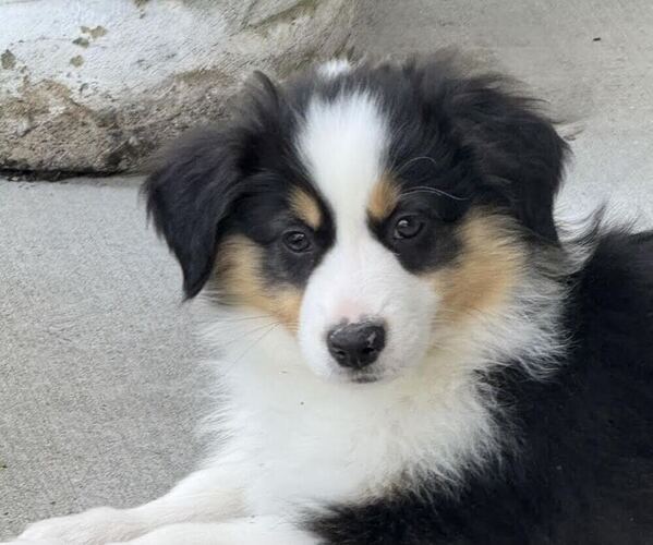 Medium Photo #2 Miniature American Shepherd Puppy For Sale in NOLENSVILLE, TN, USA