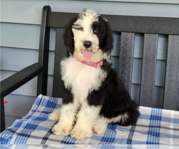 Medium Photo #1 Sheepadoodle Puppy For Sale in COSHOCTON, OH, USA